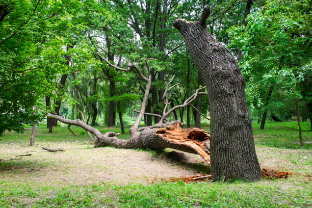 Best Tree and Shrub Care  in Southworth, WA
