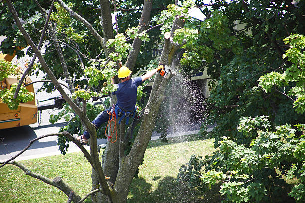 How Our Tree Care Process Works  in  Southworth, WA