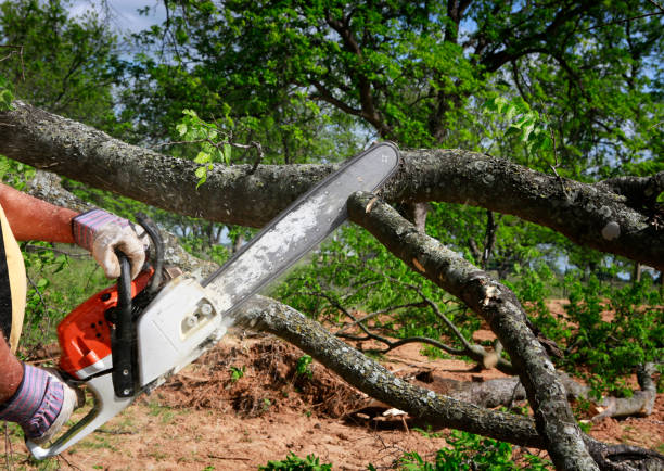 Best Root Management and Removal  in Southworth, WA